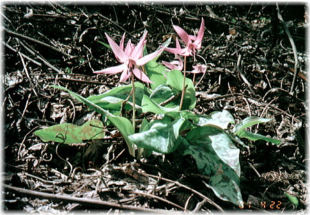 katakuri01.jpg (82466 �o�C�g)